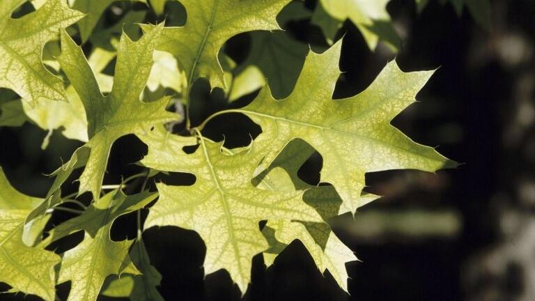 Sarah Browning: Soil deficiencies take toll on plants